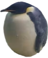 Pemguin emote