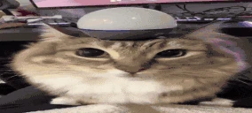 weewoo emote