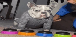 HELLNAW emote