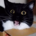 boobsShock emote