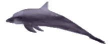 Noah emote
