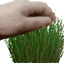 PETTHEGRASS emote