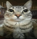 CatWeird emote