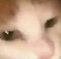 Cat emote