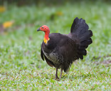 FOWL emote