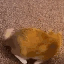catSPIN emote