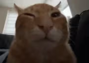 buh emote