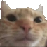 sniff emote