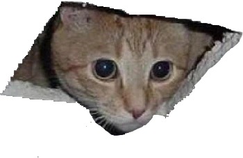 hole_cat emote