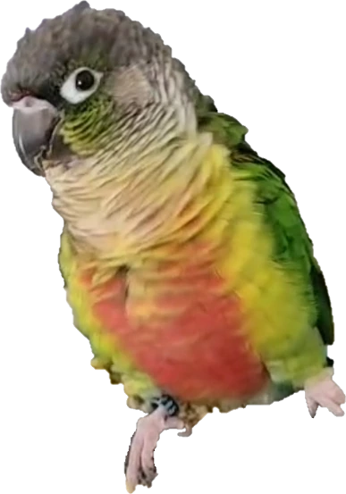 conure emote
