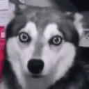 Hiccup emote