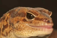 ChadAFTGecko emote