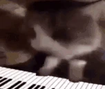 pianoCat emote