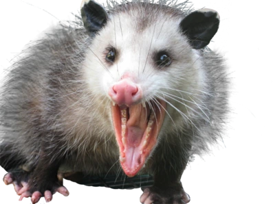 Possum_AAA emote