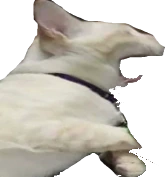REEE_cat emote