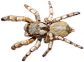 WEBS emote