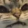 CE_Anger5 emote