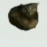 oiia emote