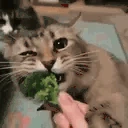 Broccoli emote