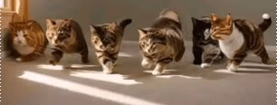 SuperCuteKittiesNothingElse emote
