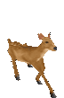 Deerhop