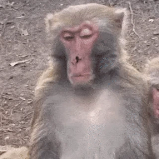 monkey emote