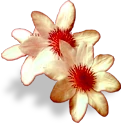 flowers_white emote