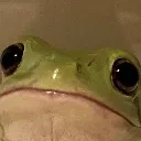 Frog_stare emote