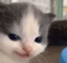 CatSmirk emote