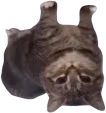 toc emote