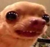 AwkwardDoggy emote