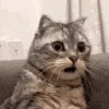 cat_wtf emote