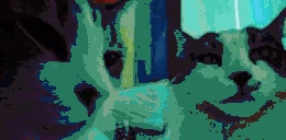 CatsJAM emote