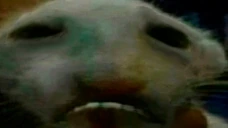 sadd emote
