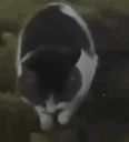 BANGER emote