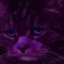 Catrunner2049