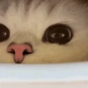 catSNIFFA emote