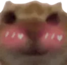 FlushedCat emote