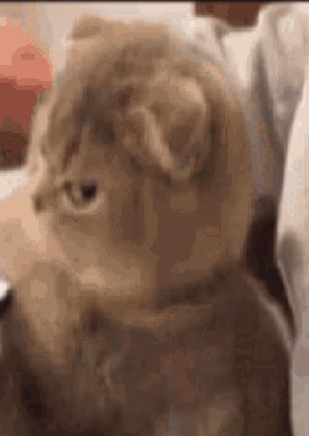 annoyedkittensideeye emote