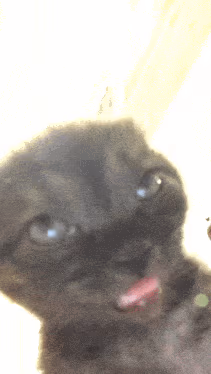 Yamii emote