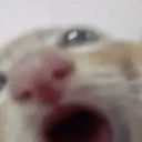 SOSUN emote