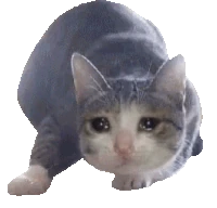 sad_cat_wiggle emote