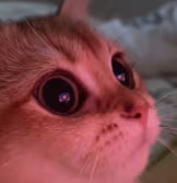 cat emote
