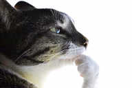 Pondering emote