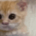 gatolol