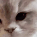 buziaczek emote