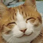 cat emote