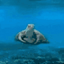 Turtleing animated emote