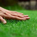 grass emote