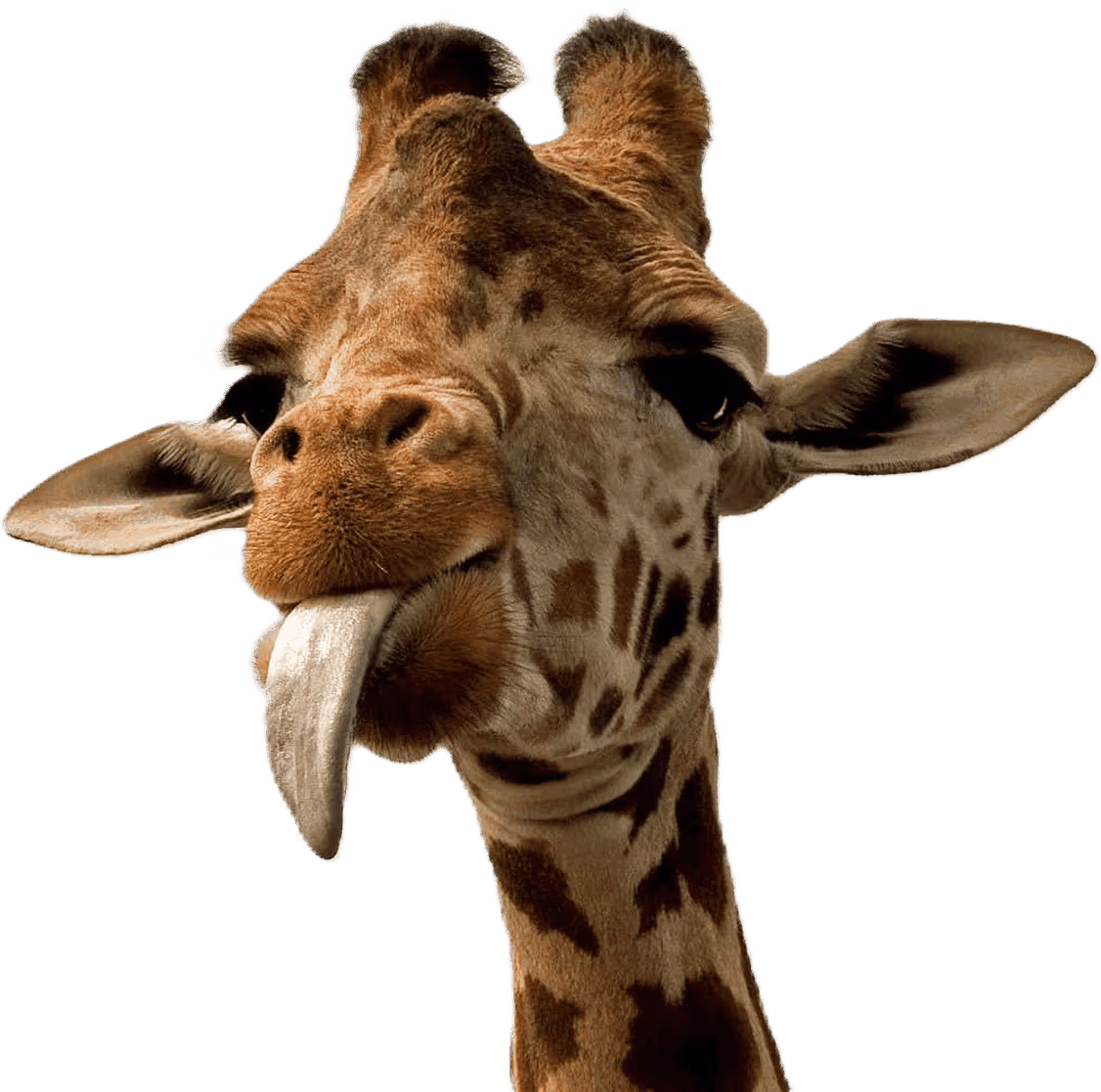 giraffe_cozy emote